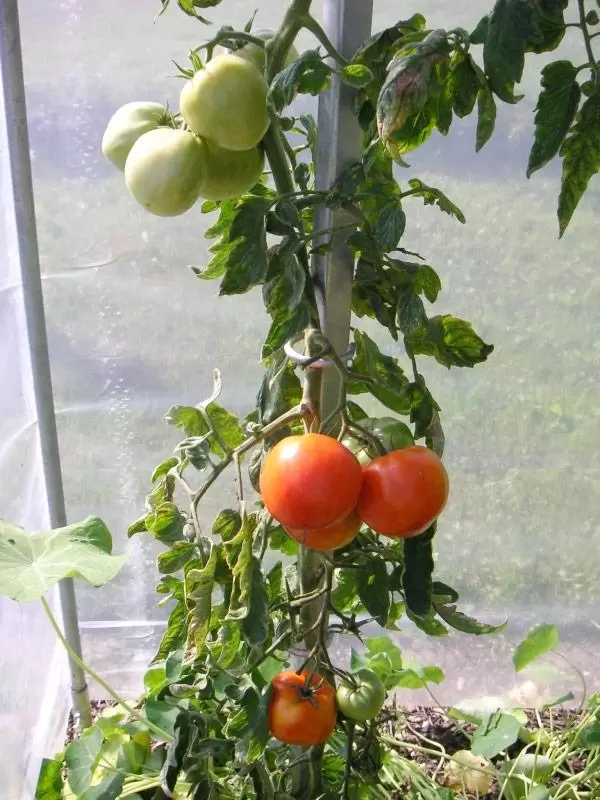 Tomaten-Pflanzstab aus Stahl