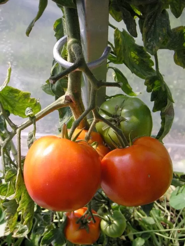 Tomaten-Pflanzstab aus Stahl